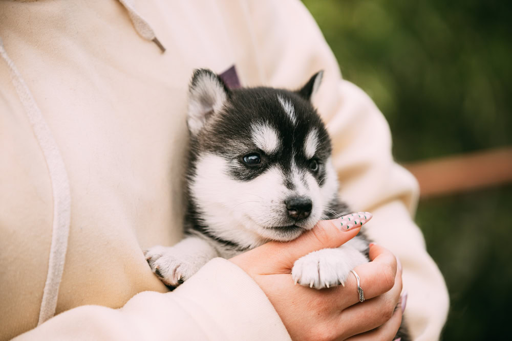 woman-holding-siberian-husky-puppy