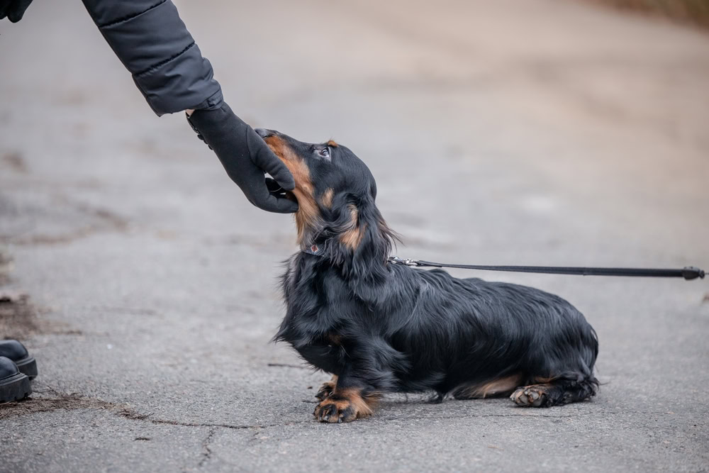 Black-longhaired-mini-dachshund-walks-outdoor