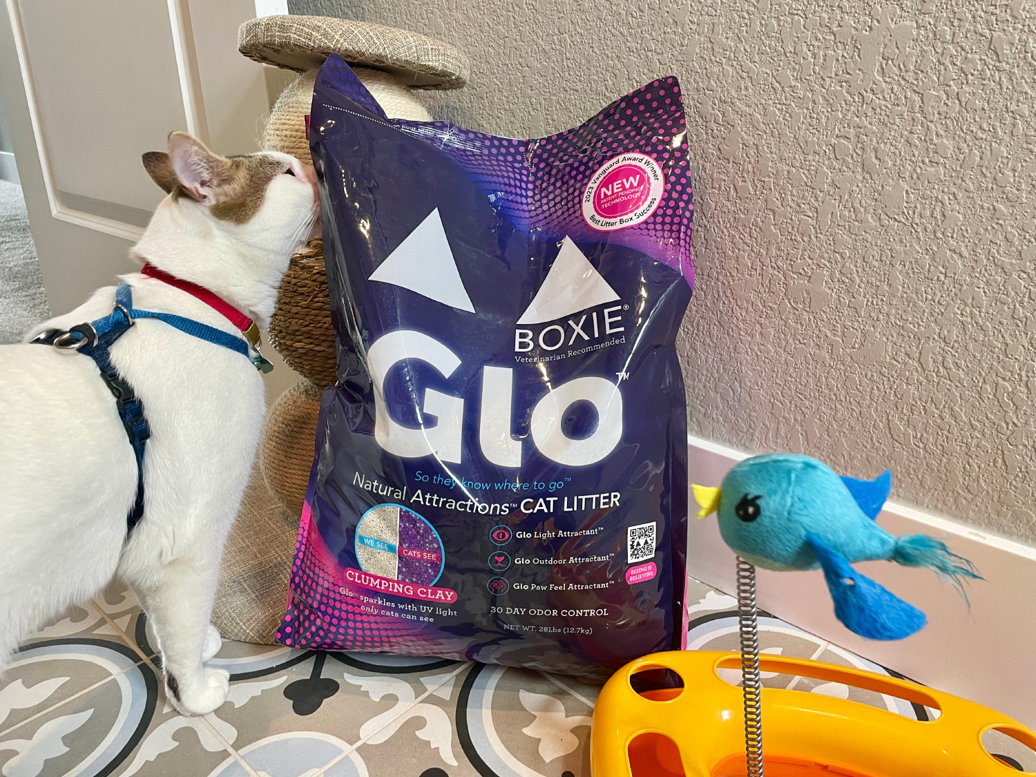 Boxie Glo Natural Attractions Clumping Clay Litter - cat sniffing the sack