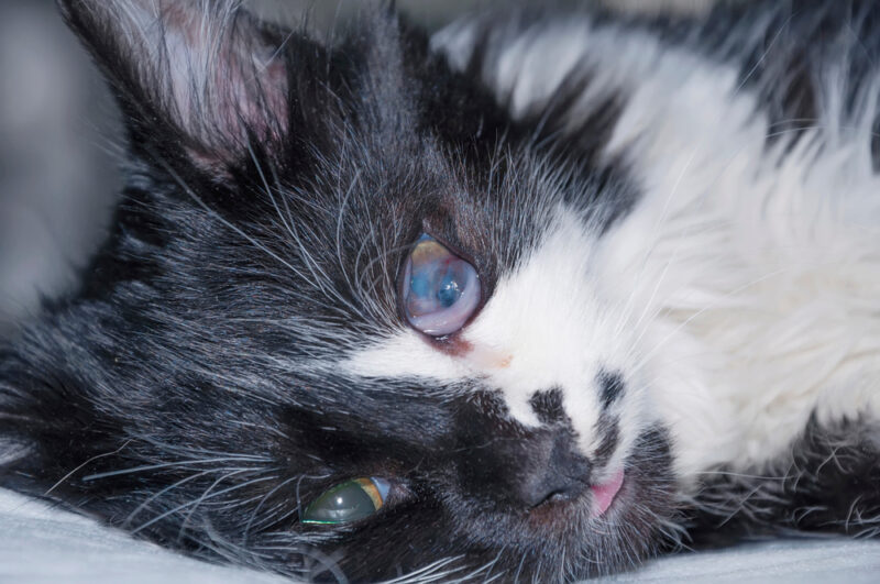 Corneal ulcer due to viral infection in cat