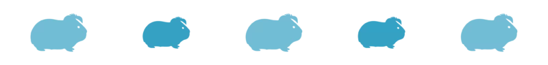 Divider_Guinea Pig