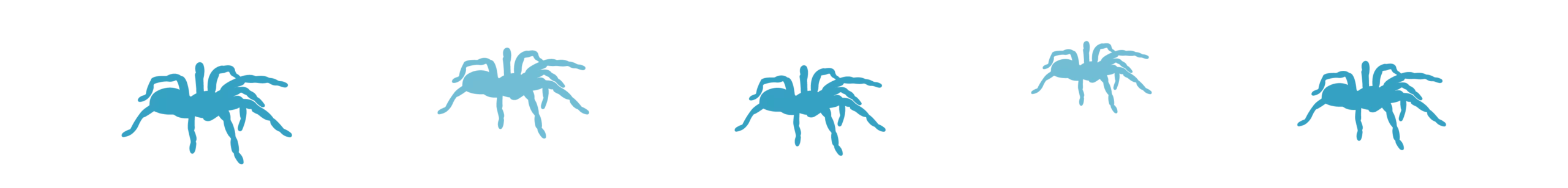 Divider_Spider_insect