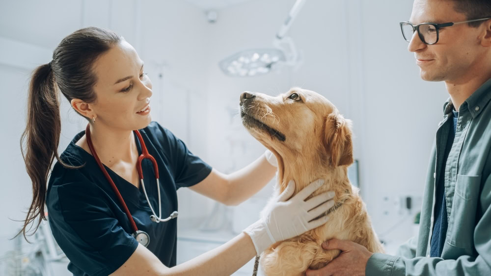 Golden-Retriever-Sitting-on-Examination-Table-at-the-vet-clinic