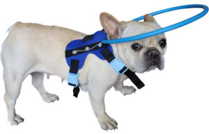 HQSLC Blind Dog Harness