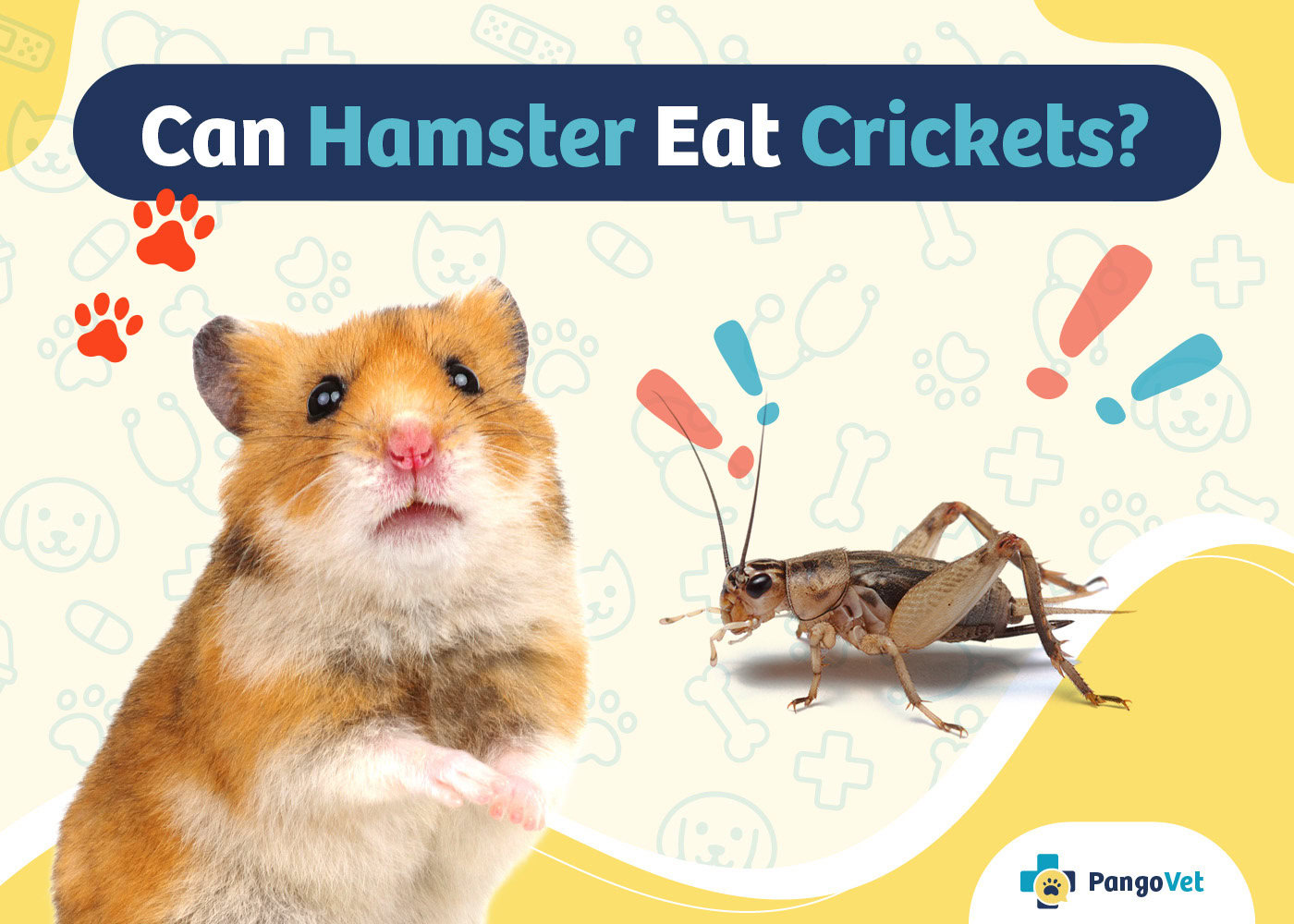 PangoVet_Can Hamster Eat Crickets