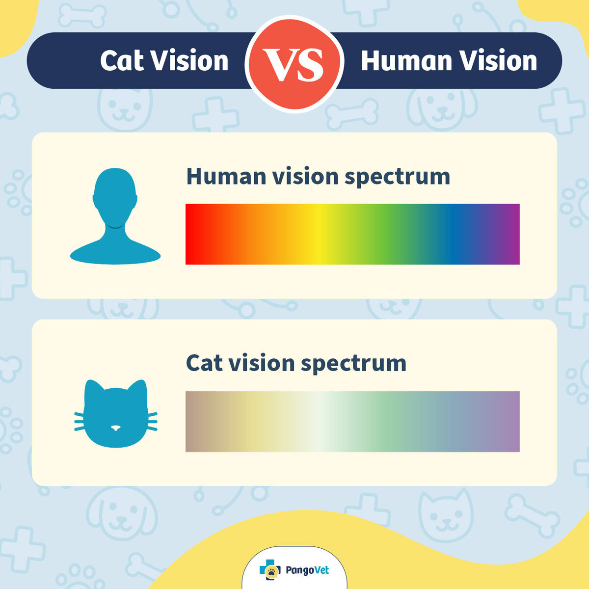 cat vs human vision