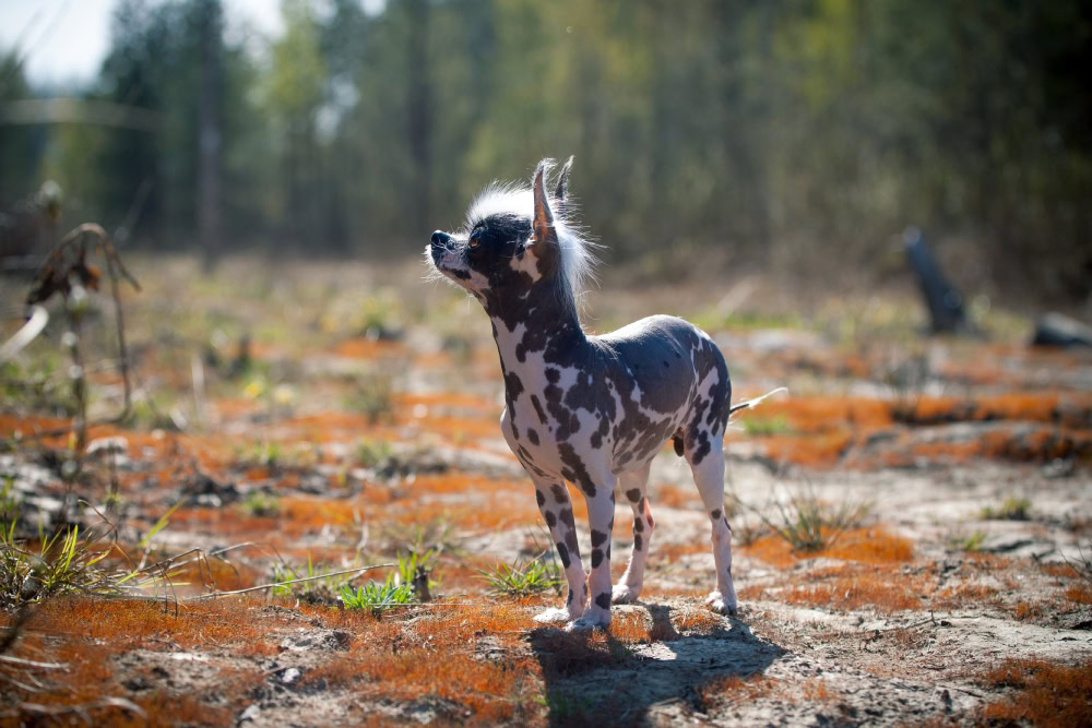 Peruvian hairless and chihuahua mix dog outdoors