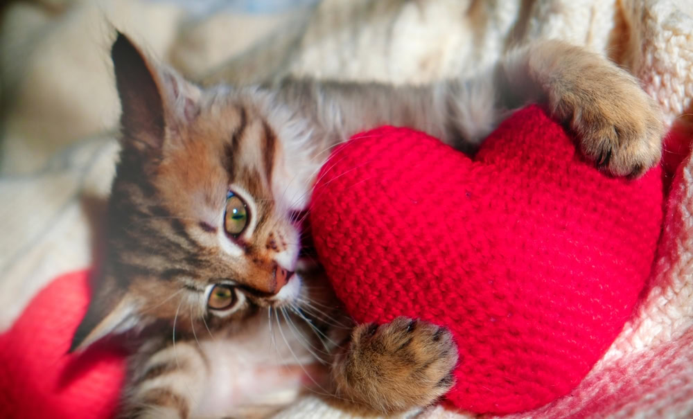 Pretty cute kitten relaxing on the bed with red heart