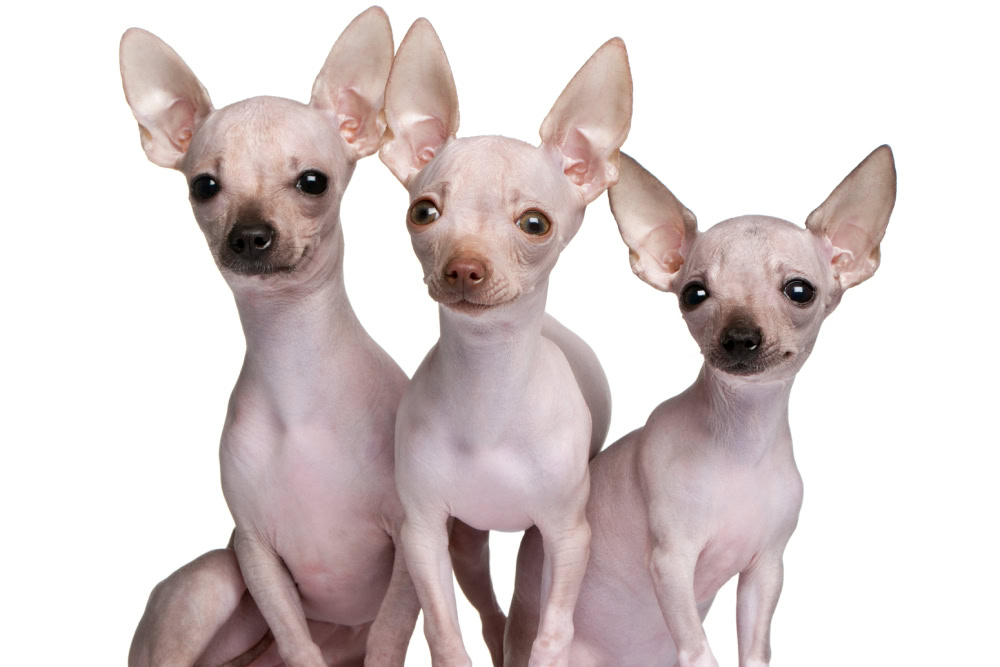 Three hairless Chihuahua dogs are sitting and looking at the camera