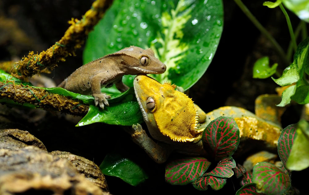 Two-crested-geckos-in-vivarium