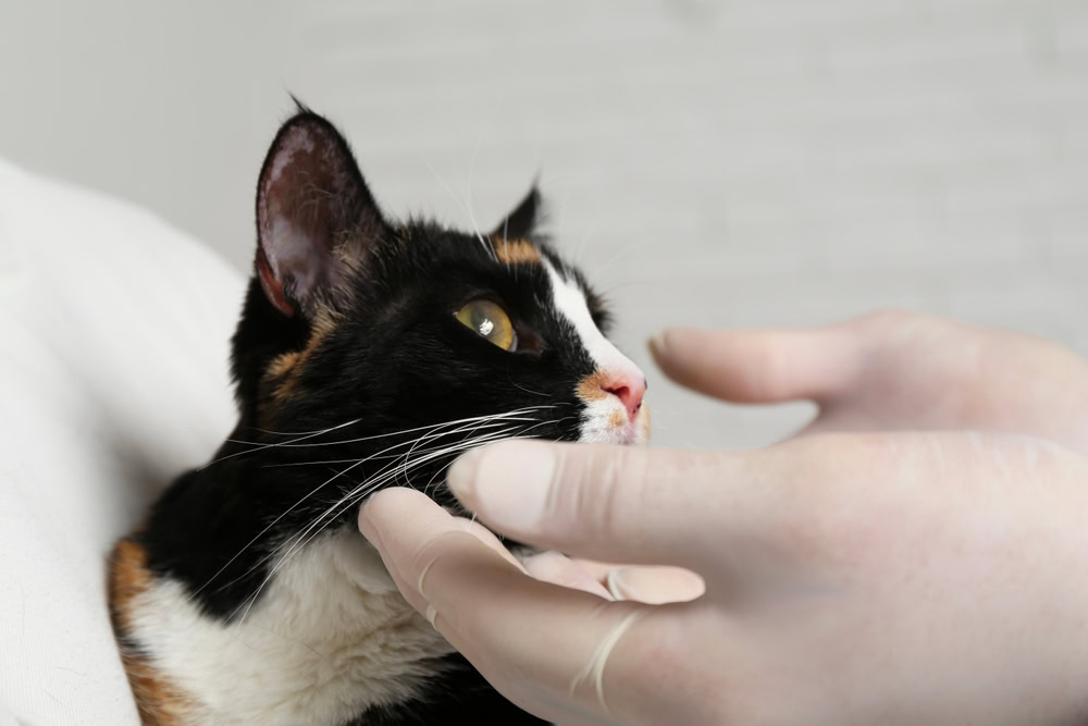 Veterinarian examining cute cat with corneal opacity on blurred background, closeup