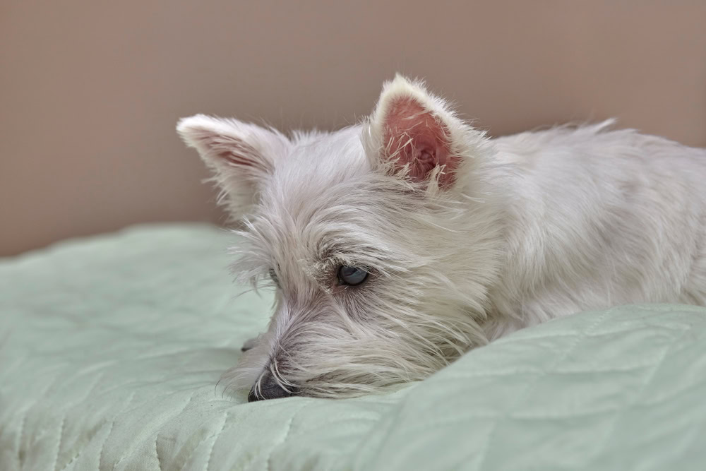 West Highland Terrier dog lying on bed