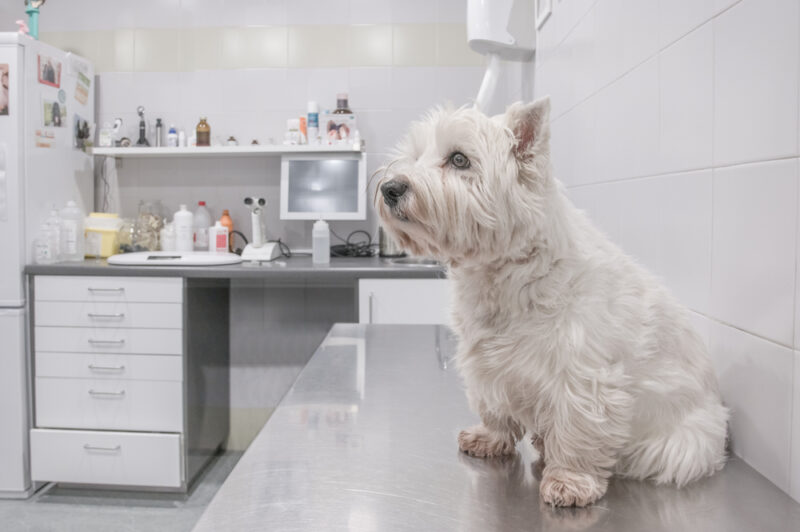 West Highland Terrier in vet waiting area