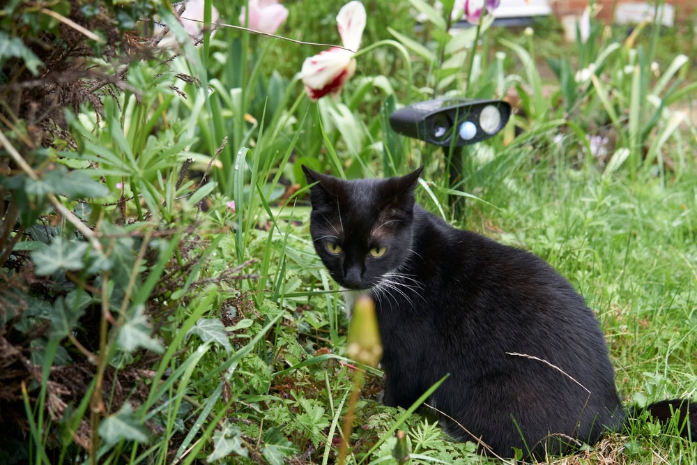 Young black and white cat sitting infront of ultrasonic cat repellent in a green garden