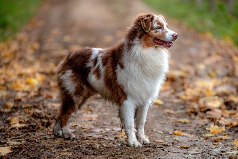 australian shepherd standing outdoors