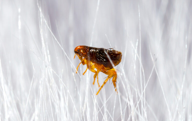 Can Fleas Live On Dogs Without Biting preview