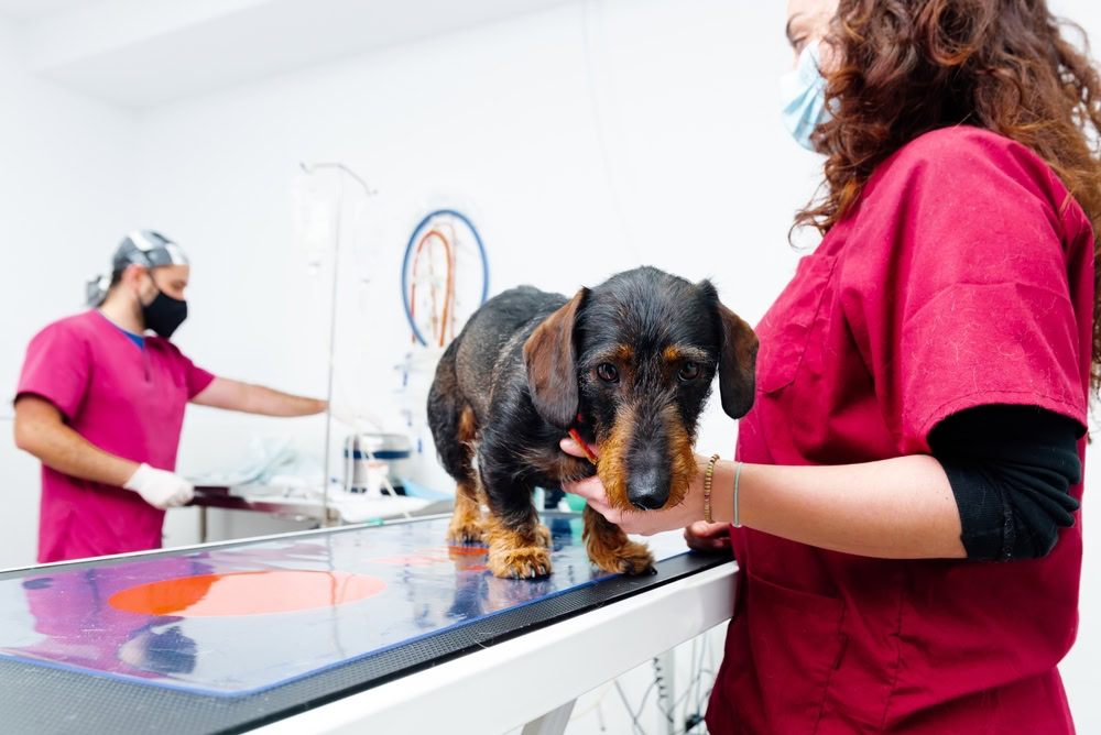 dachshund-breed-dog-on-a-surgery-table