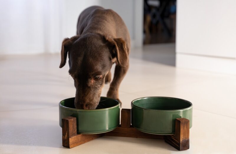 dachshund dog eating from food bowl