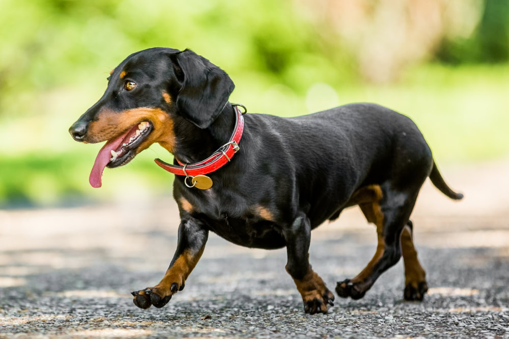 dachshund-walking-along-a-path