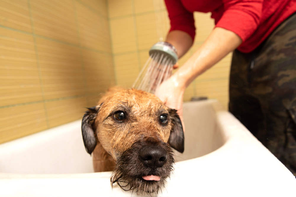 dog in a bath