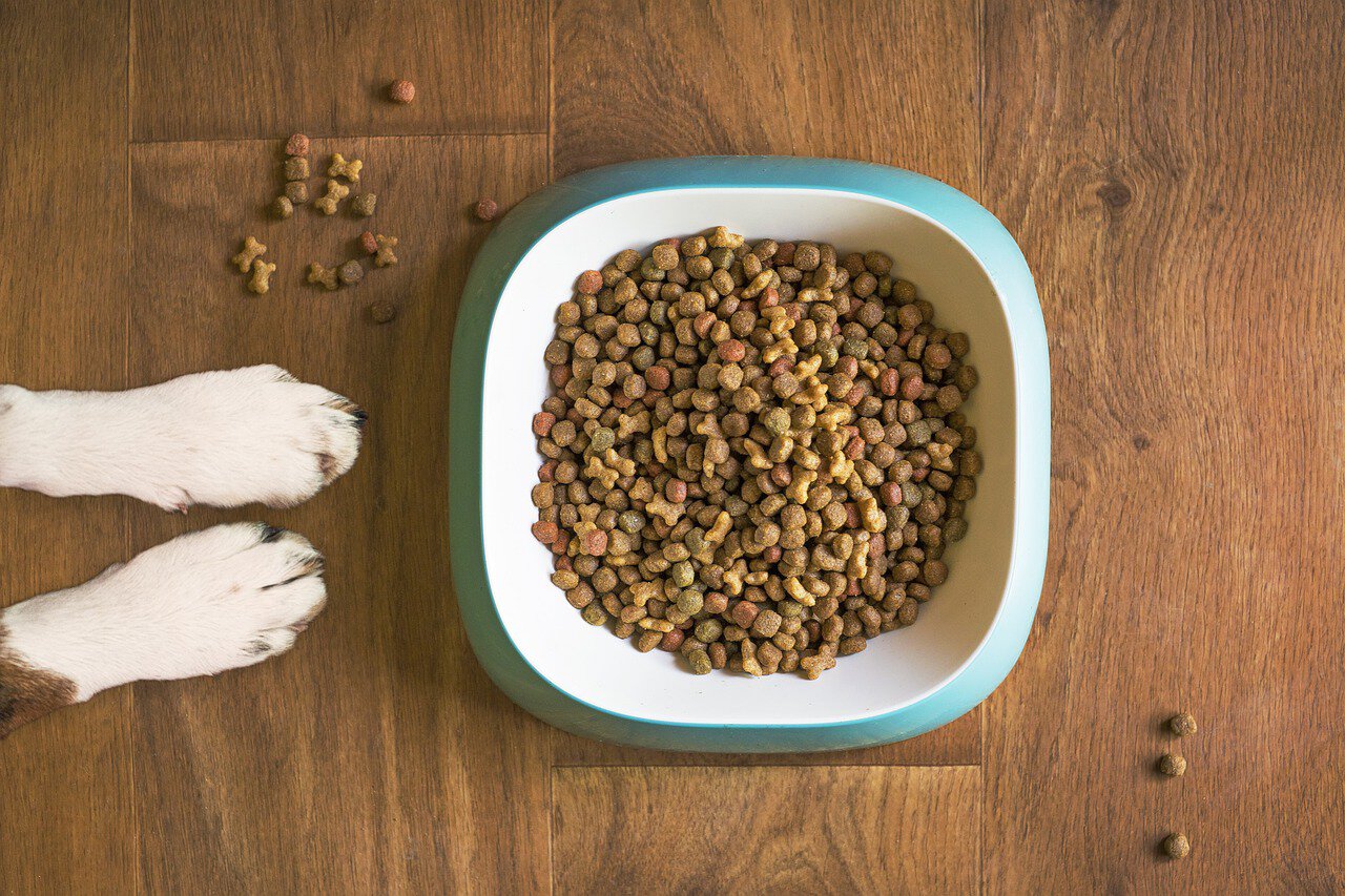 dog paws with dry dog food