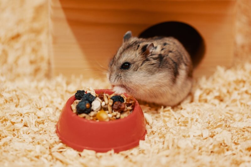 hungry hamster eating food from the bowl