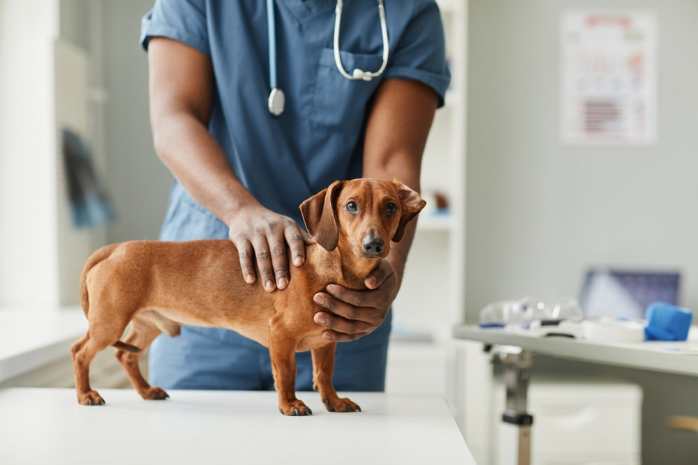 male-veterinarian-touching-cute-sick-purebred-dachshund