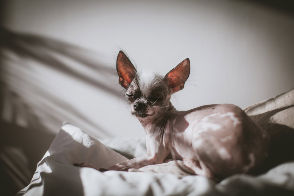 Peruvian Hairless and Chihuahua mix dog sunbathing
