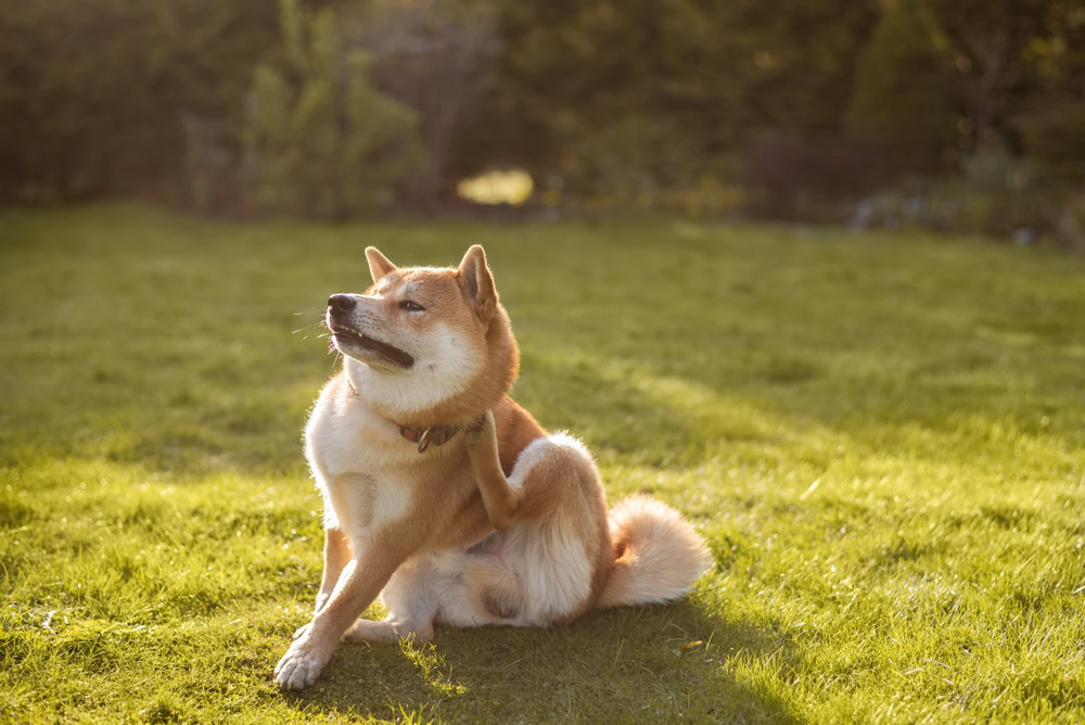 shiba inu dog scratching itself outdoors