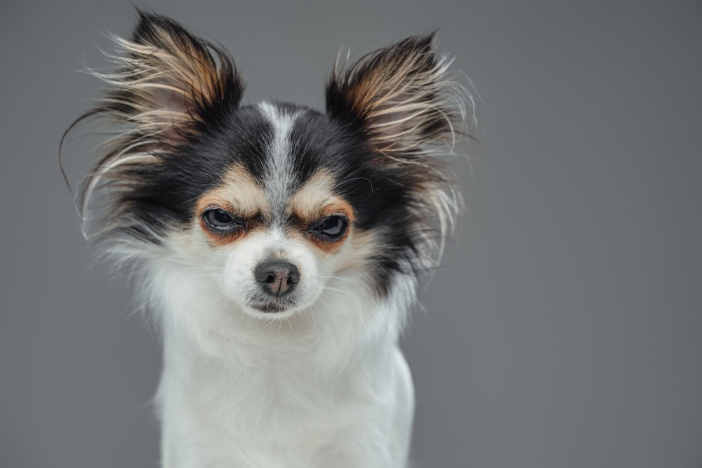 Angry canine pet pomeranian chihuahua