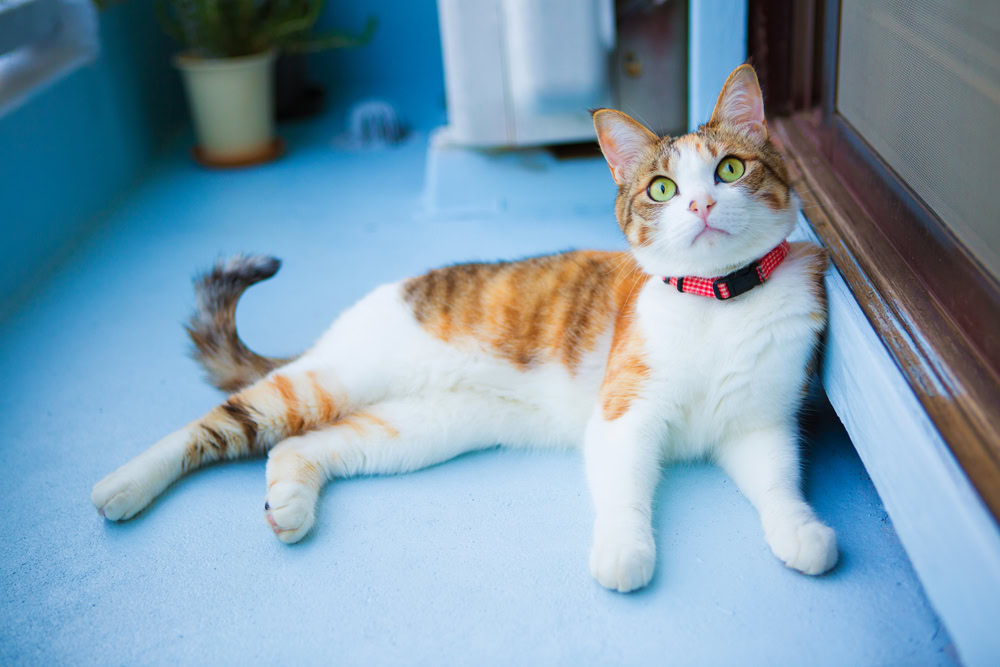 Calico cat laying on the floor with curled tail