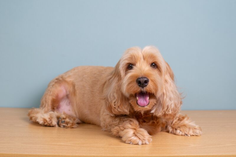 Cocker spaniel dog lying on wooden table