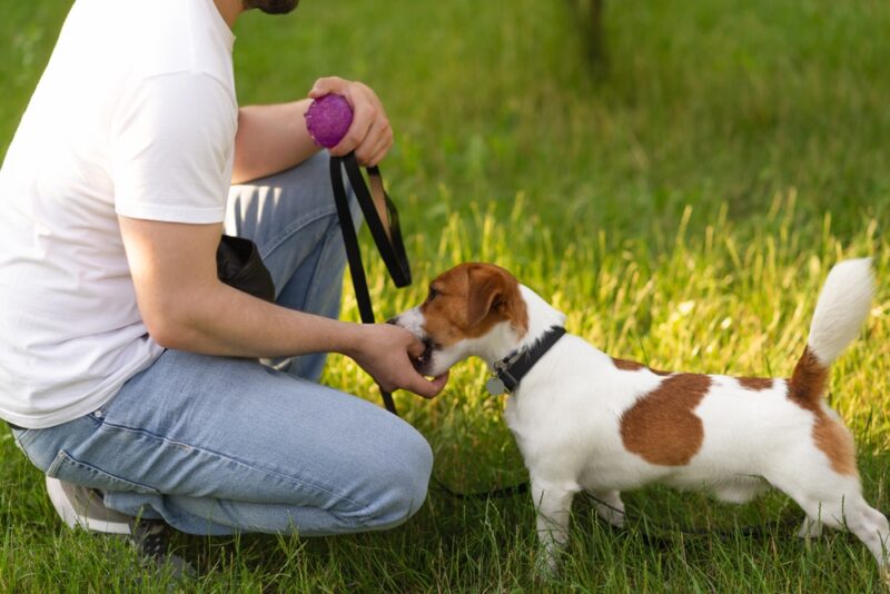 Cute Jack Russell Terrier dog outdoors playing