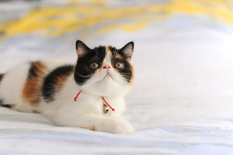 Exotic Shorthair Cat