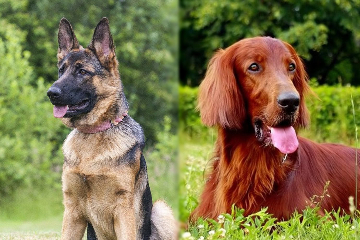german shepherd and irish setter