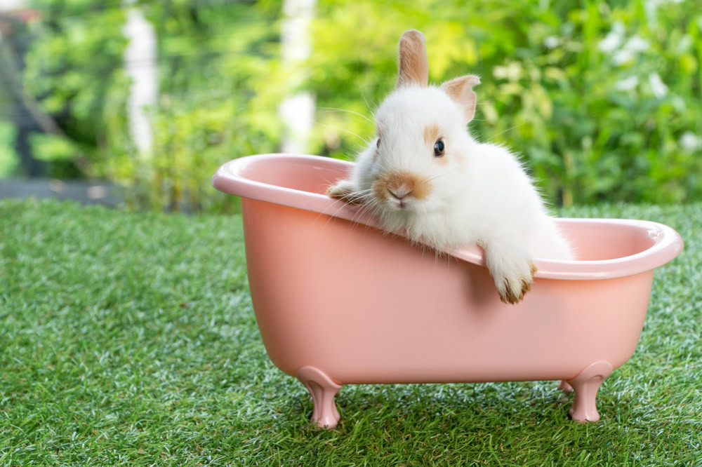 Lovely rabbit baby bunny sitting in pink bathtub