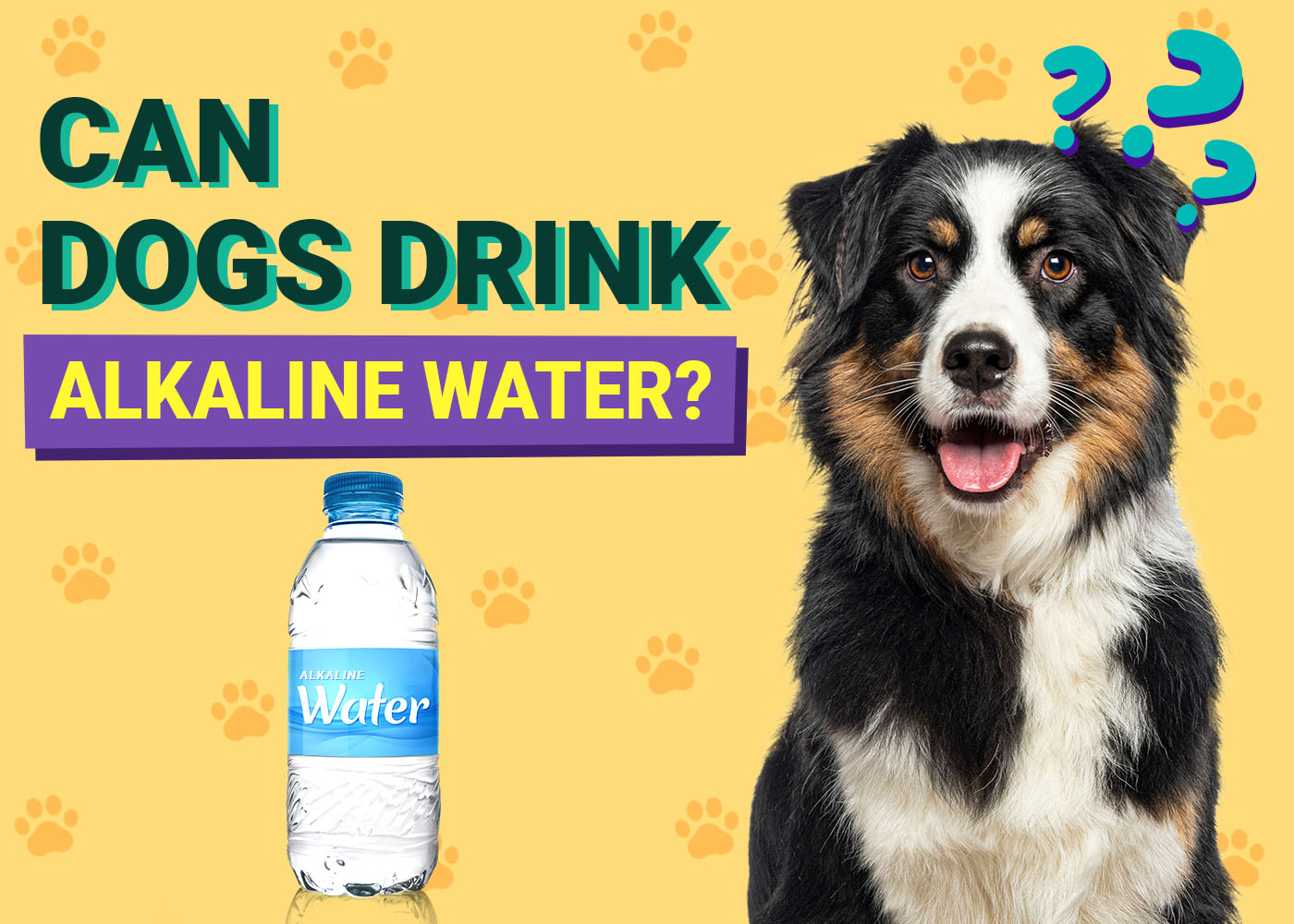 PangoVet-Can-Dogs-Drink-Alkaline Water