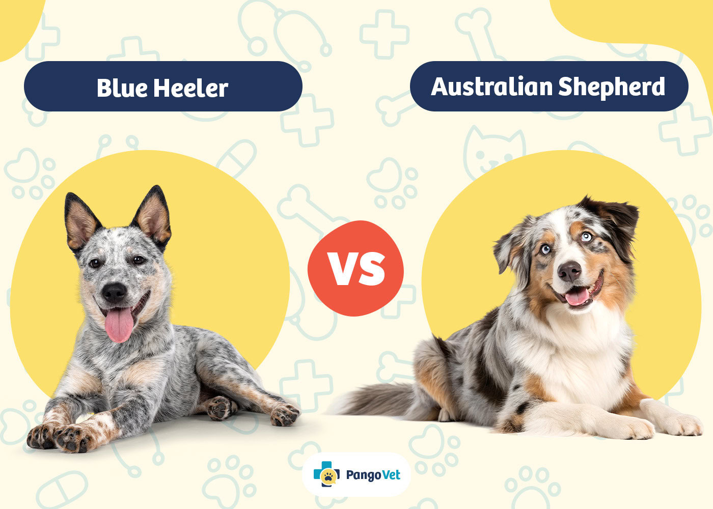 PangoVet_Blue Heeler vs Australian Shepherd