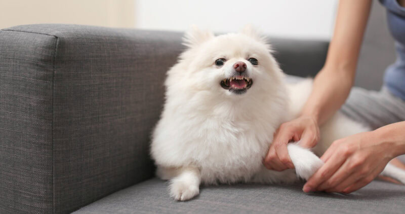 Pomeranian dog feeling angry when touch