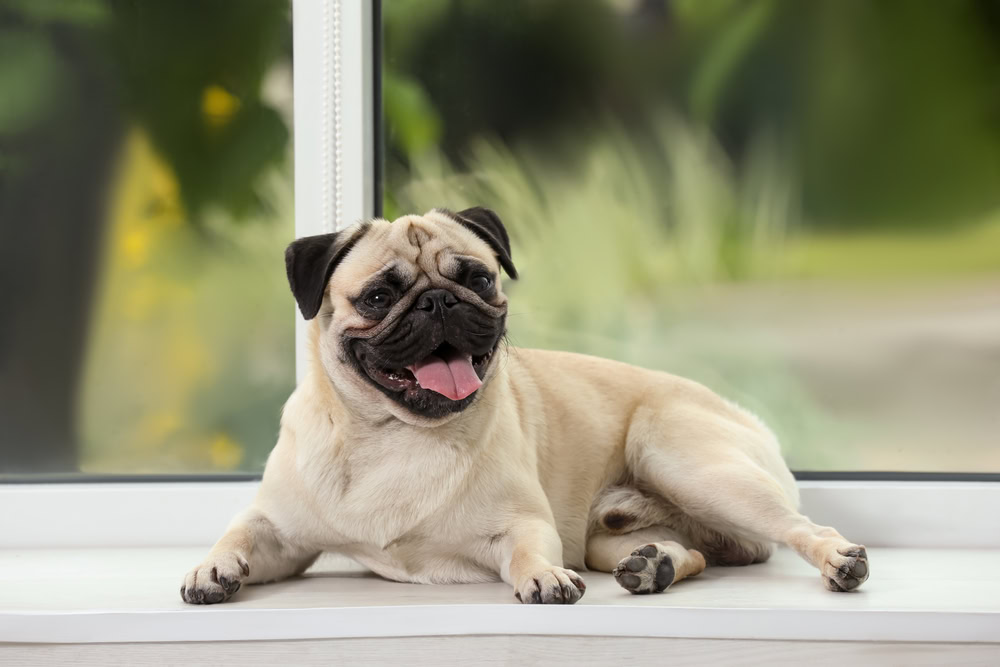 Pug laying in front of the window
