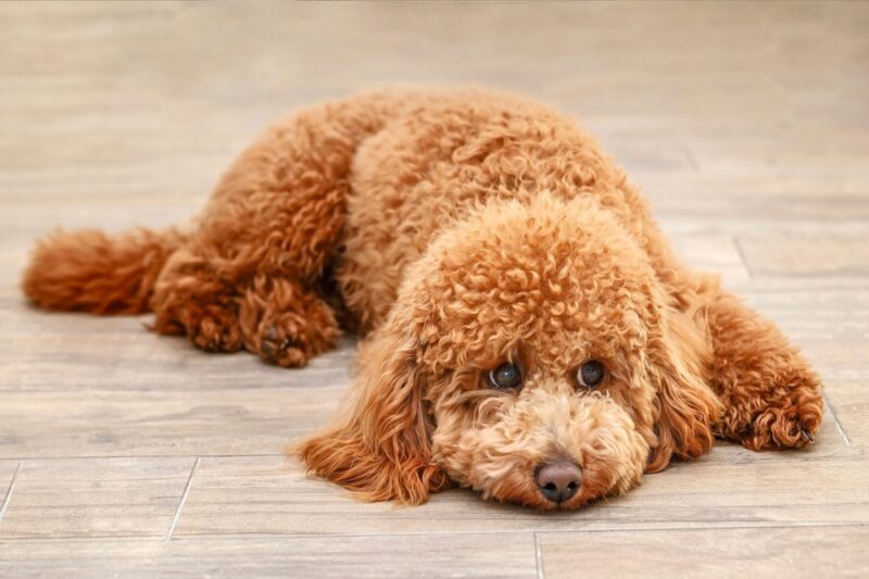 Sad Dog Poodle Lying on the Floor