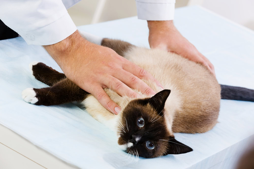 Siamese cat lying on table and checked up by veterinarian