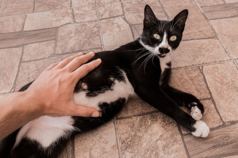 The guy's hand strokes and touches the stomach of a black pregnant cat, close-up