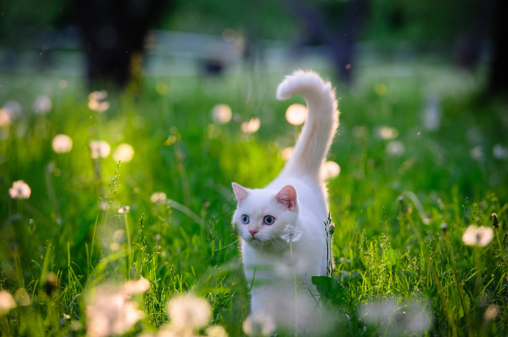White cat with blue eyes walking in the grass