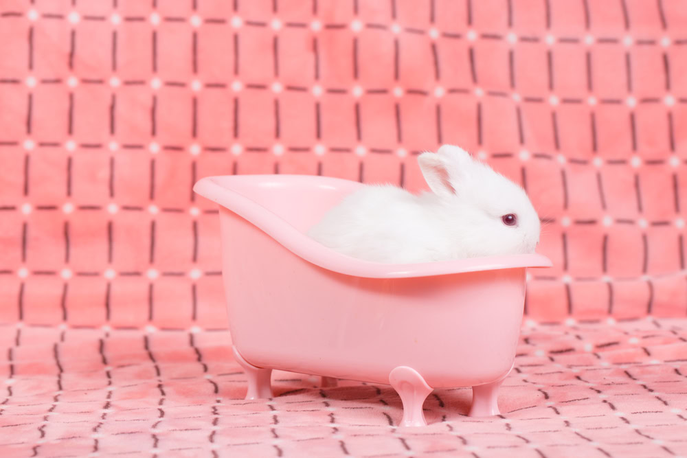 adorable young baby rabbit in pink bath tub