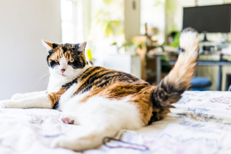 Why Does My Cat Thump Their Tail? Our Vet Explains | The Vet Desk