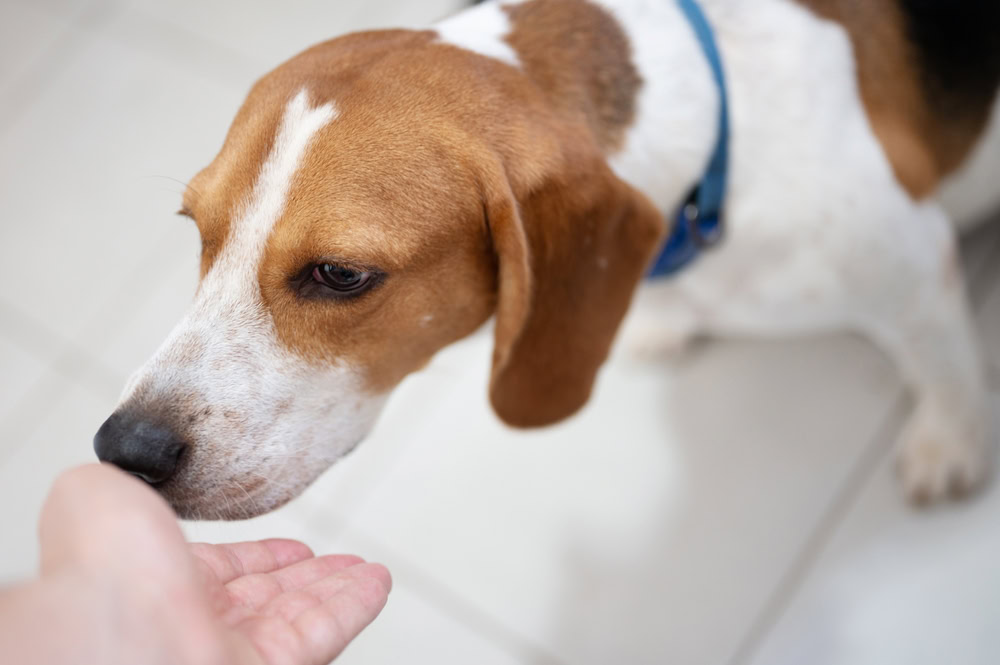 beagle dog sniffing the hand