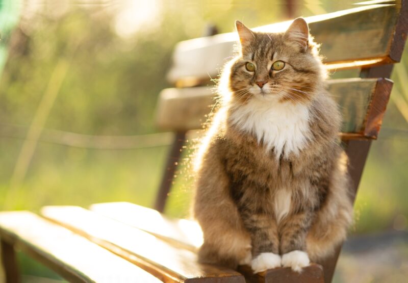 beautiful Siberian cat