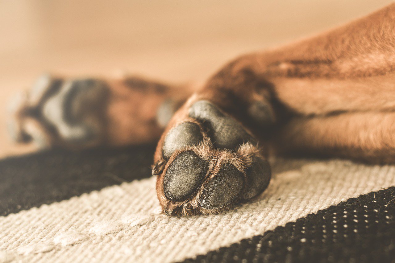 close up of dog paws