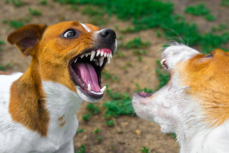 Two dogs baring their teeth at each other fighting in a park